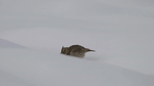 Eurasian Skylark in winter ambient (Alauda arvensis) - (4K)