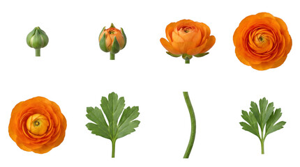 Orange ranunculus flower set including bud, partially open, blooming, stem, and leaf stages isolated. Botanical Persian buttercup collection for floral design.