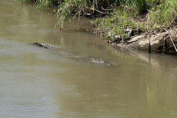 American Crocodile swimming in the the Tarcoles river of Costa Rica