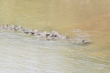 American Crocodile swimming in the the Tarcoles river of Costa Rica