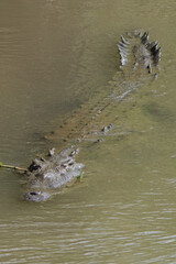 American Crocodile swimming in the the Tarcoles river of Costa Rica