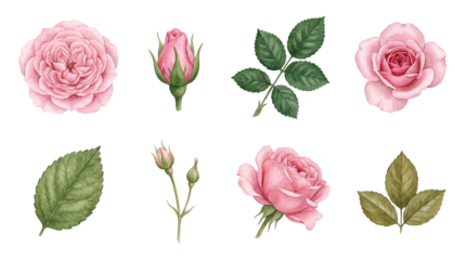 Pink rose flower set including blooming heads, buds, and green leaves isolated. Botanical watercolor floral collection for wedding and greeting card design.