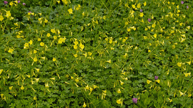 Dense carpet of yellow Bermuda buttercup - Oxalis pes-caprae - flowers and clover-like leaves.