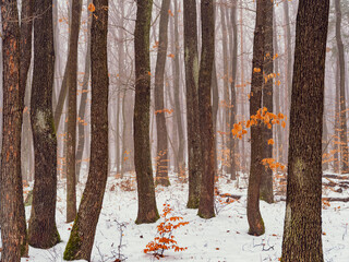 winter forest landscape