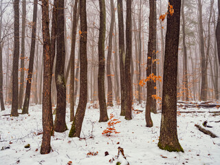 winter forest landscape