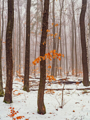 winter forest landscape