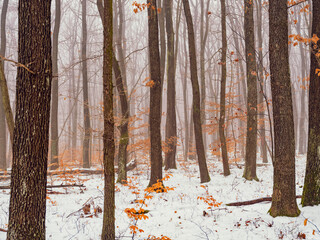 winter forest landscape