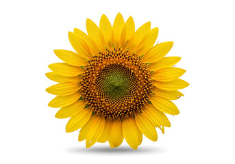 Fototapeta premium Bright sunflower bloom isolated on transparent background