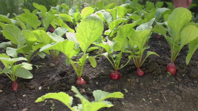 Radishes being harvested. Close-up. Radishes growing in a garden bed. Smooth camera movement along the radish bed. A woman's hand pulls a radish from the ground.