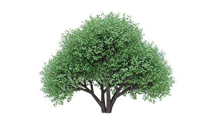 Lush Green Tree with Full Foliage