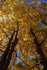 A maple grove in autumn, Sainte-Apolline, Qu&eacute;bec, Canada