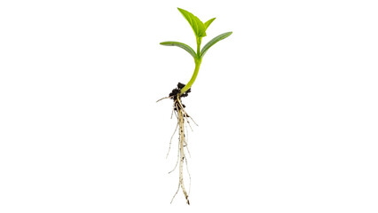 A vibrant green seedling with healthy roots emerging from the earth, representing new growth and ecological sustainability, perfect for agricultural and environmental projects