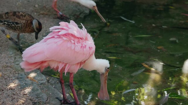 Pink roseate spoonbill standing by green pond water with ruffled feathers in a calm wildlife scene