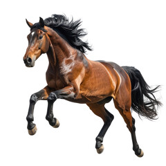 Obraz premium Brown Horse Running with Flowing Mane 8.
