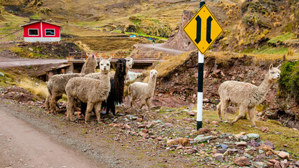 Llamas Are Standing At Road'S Edge