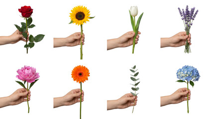 Floral collection set including rose, sunflower, tulip, lavender, peony, gerbera, eucalyptus, and hydrangea held by hand isolated. Gift and nature photography concept.