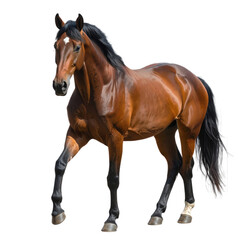 Obraz premium Brown Horse with Black Mane Standing 1.