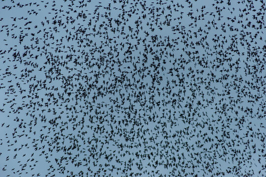 Starling Murmuration Over the Vale of Glamorgan Countryside at Dusk
