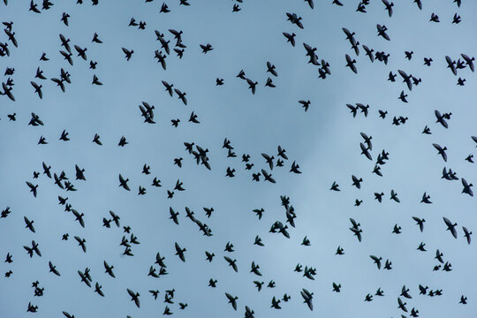 Starling Murmuration Over the Vale of Glamorgan Countryside at Dusk
