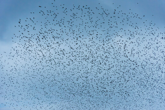Starling Murmuration Over the Vale of Glamorgan Countryside at Dusk
