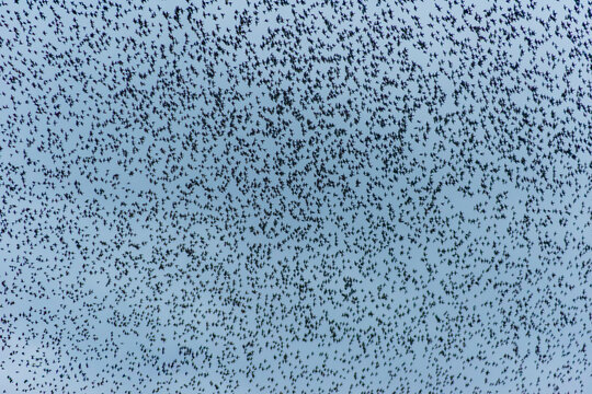 Starling Murmuration Over the Vale of Glamorgan Countryside at Dusk
