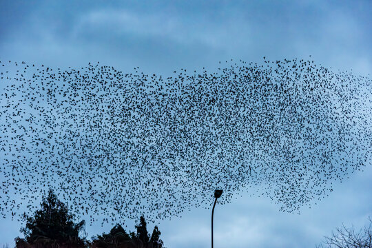 Starling Murmuration Over the Vale of Glamorgan Countryside at Dusk
