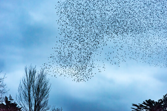 Starling Murmuration Over the Vale of Glamorgan Countryside at Dusk
