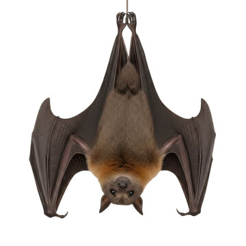 Hanging bat isolated on transparent background
