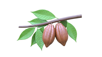 Cocoa pods with leaves on a branch