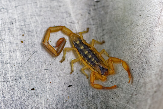 Schwarzer Haariger Dickschwanzskorpion