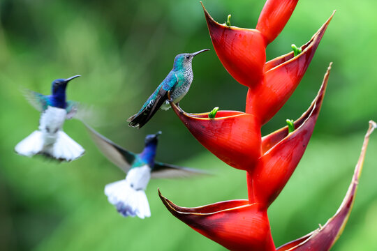 A female White Necked Jacobin Hummingbird perched on a Heliconia flower with two males in background