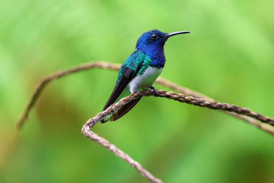 White Necked Jacobin Hummingbird perched on a branch