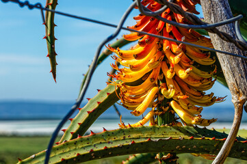 Close-up photo of flowering Cape Aloe (Aloe ferox) succulent plant near Hankey in the Eastern Cape, South Africa