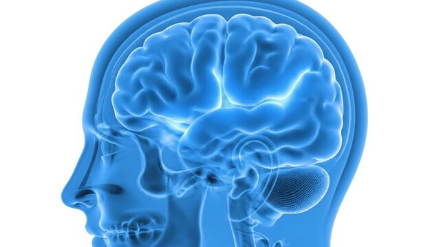 Detailed 3D illustration of the human brain, showcasing its intricate structure and neural pathways