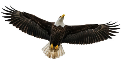Isolated majestic bald eagle in flight with outstretched wings soars through the air © Isolde