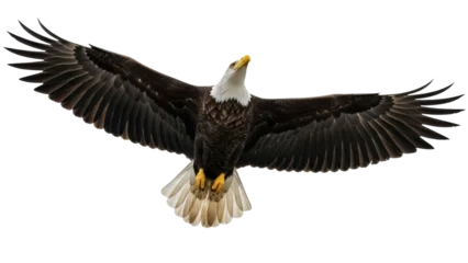 Fototapeten Adler Isolated majestic bald eagle in flight with outstretched wings soars through the air  © Isolde