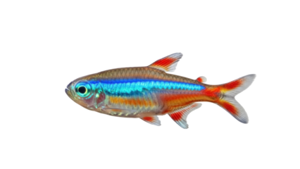 Isolated Neon Tetra fish swimming, vivid, bright colors, shiny, exotic, tropical fish