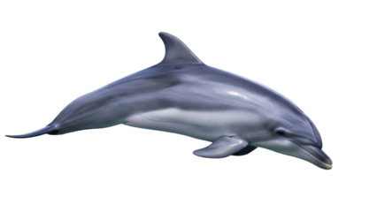 Isolated Dolphin with smooth grey skin, swimming, aquatic mammal, no background, marine life