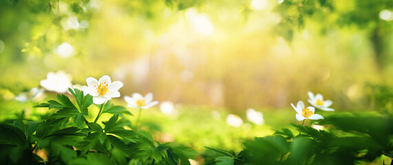 Panoramic frame of white anemone flowers in a spring forest with soft sunlight. A peaceful and magical nature scene with a blurred green background.