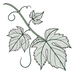 Illustration of vine leaves © Ghgs