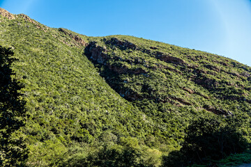 Densely forested hill in Cambria valley along the road to Combrink's Pass into the Baviaans Kloof...