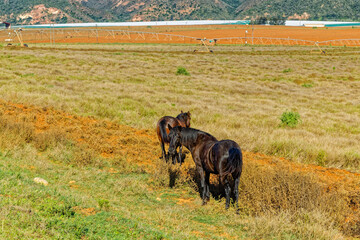Two horses grazing in field with irrigation boom in the background in the Gamtoos River valley near...