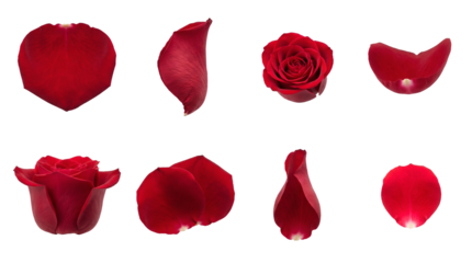 Red rose set including blooming flower heads and curved falling petals isolated. Romantic floral collection for wedding and valentines design.