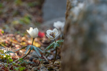早春の光を浴びて岩陰にひっそりと咲く白い節分草