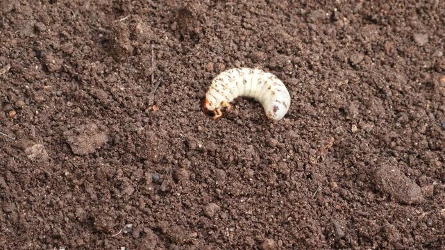 White grub beetle larva digging into soil