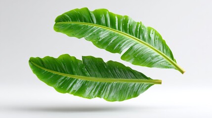 Obraz premium Two vibrant banana leaves floating in the air, isolated against a clean white background, showcasing rich green colors and smooth textures with ample copy space for design purposes