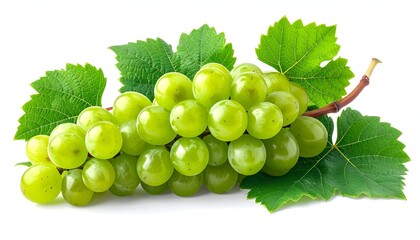 Fresh green grapes cluster with vine leaves isolated on white background for healthy eating and wine making concepts