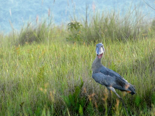 Oiseau embl&eacute;matique du marais de Mabamba en Ouganda en Afrique, le Bec-en-Sabot du Nil