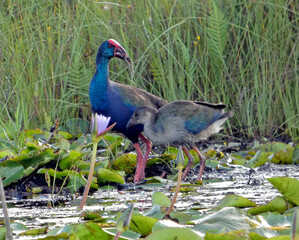 Embarquement dans une barque de p&ecirc;che locale pour une visite du marais de Mabamba en Ouganda en Afrique au coucher du soleil.