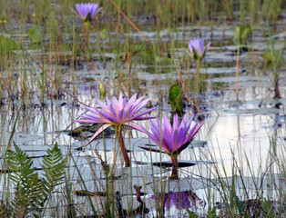 Embarquement dans une barque de p&ecirc;che locale pour une visite du marais de Mabamba en Ouganda en Afrique au coucher du soleil.
